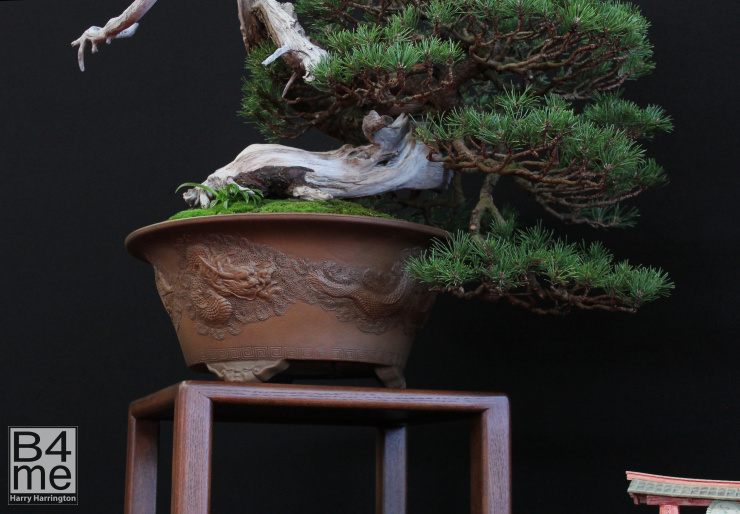 bonsai